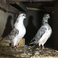 کبوتر تیر ماهی