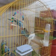 فروش مرغ عشق