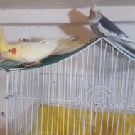 جوجه عروس وعروس بالغ