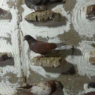 کبوتر فروش فوری