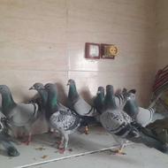 کبوتر پلاکی