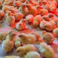 پیش فروش جوجه بلدرچین یک روزه