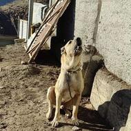 واگذاری سگ گله