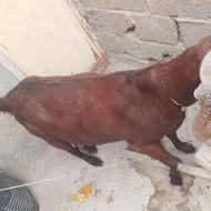 گوسفند ماده داخل شکمش بچه هم داره