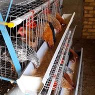 قفس مرغ 90 تایی