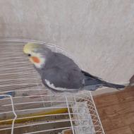 فروش عروس هلندی نر وماده اهلی