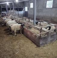 گوسفند نر درج یک با سرک خوب