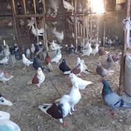 معاوضه ندارم کبوتر