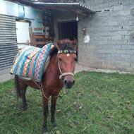 سه عدد اسب دو عدد مادیان و یک عدد یابو فروشی