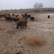 10 جفت گوسفند همشون زایدن موقیعت روستای چپقلو