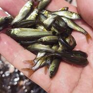 فروش بچه ماهی آمور