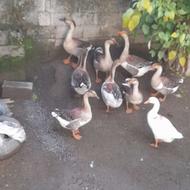 چند عدد قو غاز