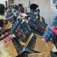 نیازمند کارگر (سیب چیدن)در سورتیگ