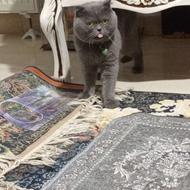 فروش گربه اسکاتیش نر