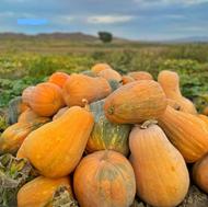 کدو زرد شیرین و با کیفیت