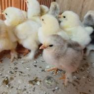 جوجه برهما لایت سری جدید 3 منظوره مناسبترین قیمت