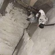 4عدد کبوتر سالم به شرط