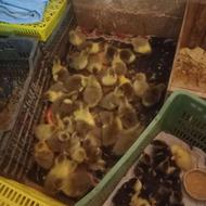 جوجه غاز محلی