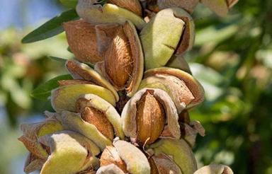 باغ بادام و انگور دیم