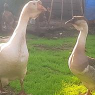 غاز لیندا و افریقایی