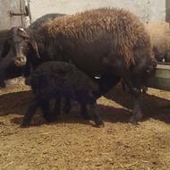 شیشک درج یک