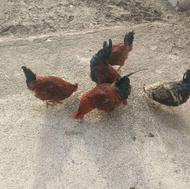 با سلام 5تا خروس جوون یک عدد مرغ لاری