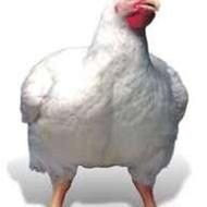 مرغ زنده پیشه‌وا