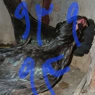 مرغ دورگه داری جوان تخم گذار