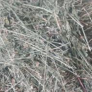 یونجه چین 2و3 پرگل یک..یک...