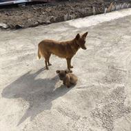 واگذاری سگ پاکوتاه