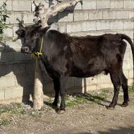 گاو 8 ماه ابستن قیمت کاسبی