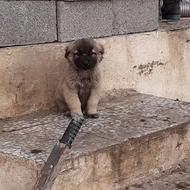 توله سراب افغان واگذاری