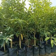 فروش نهال کامکوات