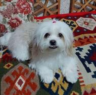   واگذاری  شیتزو سپر فلت اصیل