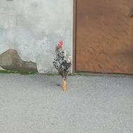 خروس خسک قیمت 1200000