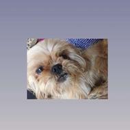 گمشده، دزدیده شده