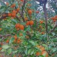 پرتقال خونی