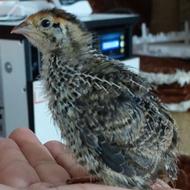 جوجه بلدرچین