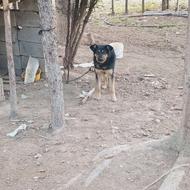 سگ ژرمن عالی واگذاری