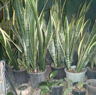 گل اپاتمانی