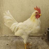 خروس سفید هشت ماهه