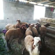 گوسفند شیر کر وبره نر