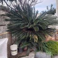 سیکاس 26 ساله بزرگ