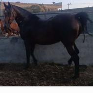 اسب کورد‌ دارای شناسنامه