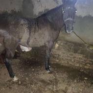 کره اسب نریان یک سال و نیم