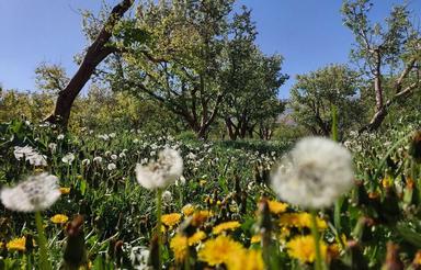 جابان دماوند 250متر باغ ویلائی