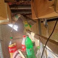 3 جفت مرغ عشق