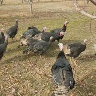 فروش بوقلمون نر وماده قیمت توافقی