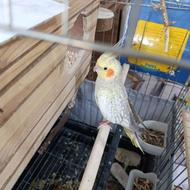 عروس هلندی ماده گلباقالی ونر سینامون همگی سالم