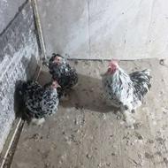 3مرغ کوشین بلک متلد بالغ وتخم گذار